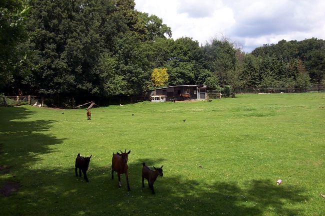 Auf dieser Wiese sind unter anderem Ziegen zuhause