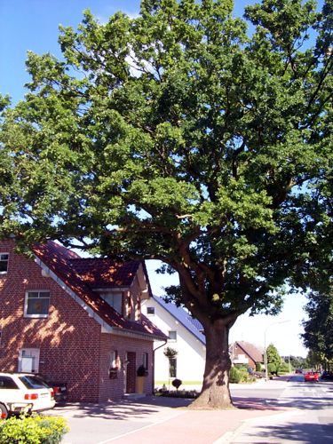 Ein schner, groer Baum spendet dem Haus Schatten