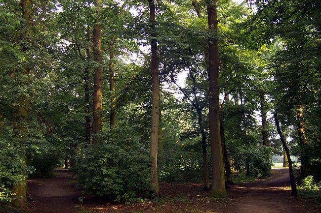 Hier gabelt sich der Weg und fhrt durch ein kleines Waldstck