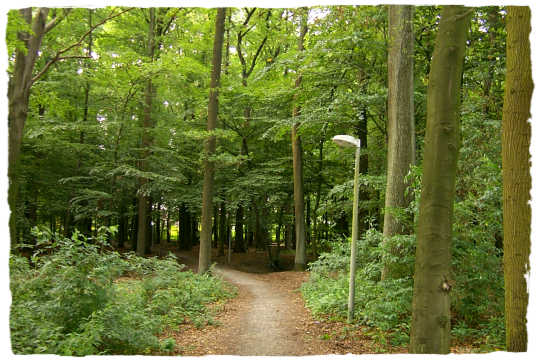 Ein schner, kleiner Waldweg