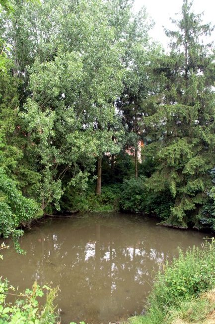 Hier ist der Teich von hohen Bumen umrandet