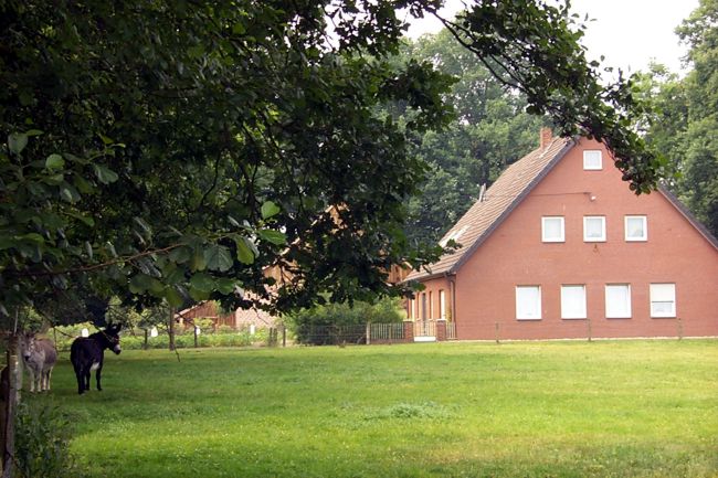 Esel auf ihrer Wiese