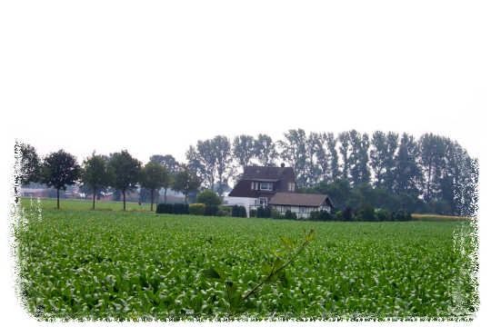 Blick ber ein Maisfeld auf ein allein stehendes Haus