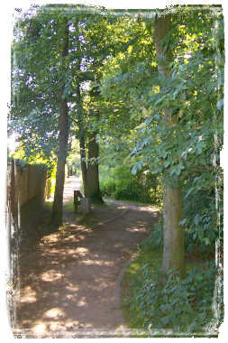 Ein Fu und Radweg am Waldrand