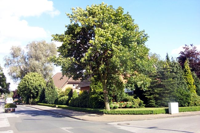 Ein schner, gepflegter Vorgarten mit einen beeindruckenden Baum