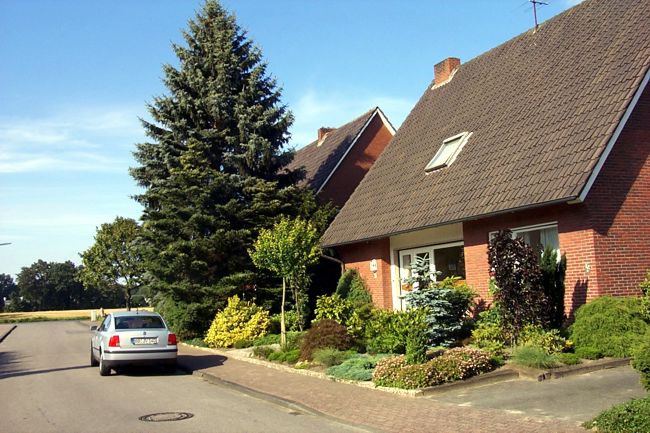 Eine beeindruckend groe Tanne zwischen den Husern