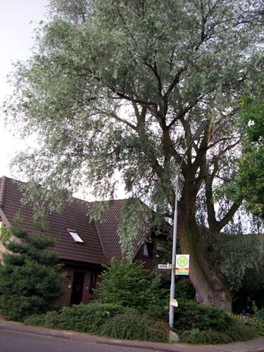 Hier steht ein schner, groer Baum im Vorgarten