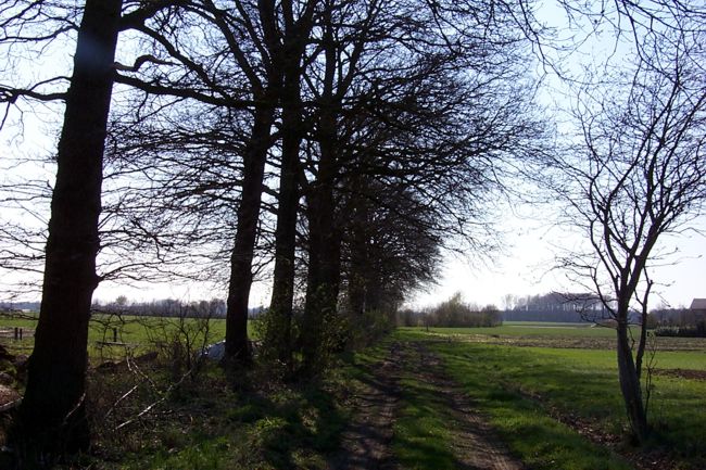 Groe Bume entlang eines Feldweges