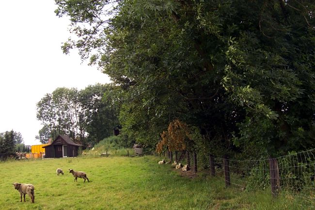 Schafe grasen auf ihrer Wiese