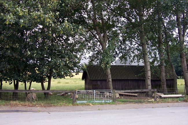 Schafe grasen auf ihrer Wiese