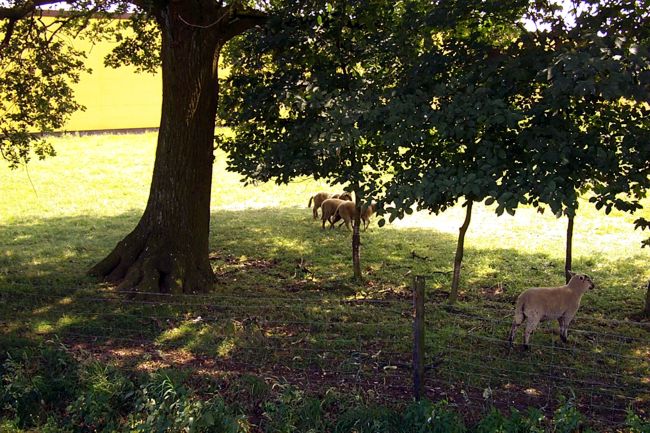 Schafe grasen auf ihrer Wiese 