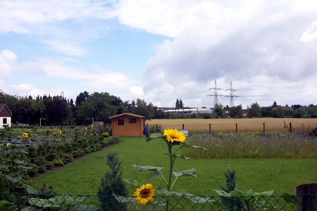 Ein hbscher, kleiner Garten mit blhende Sonnenblumen