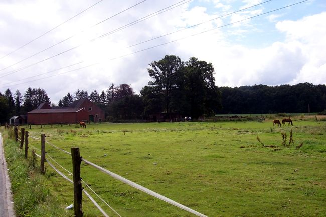 Pferde auf ihrer Wiese