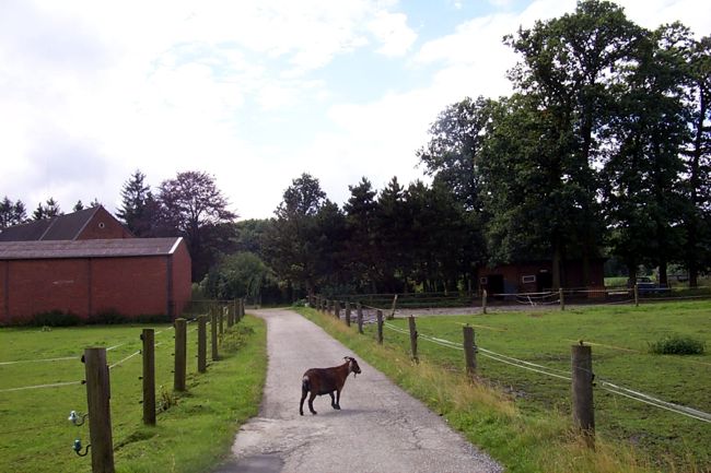 Hier spaziert eine ausgebrochene Ziege ber die Einfahrt eines Bauernhofs