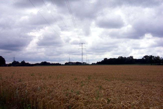 Blick ber ein Getreidefeld