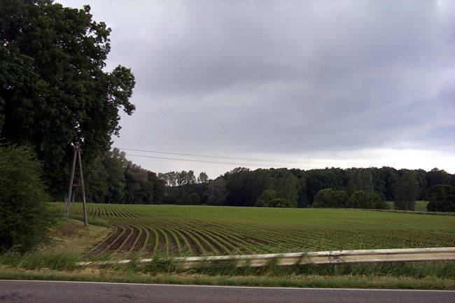 Ein junges Maisfeld
