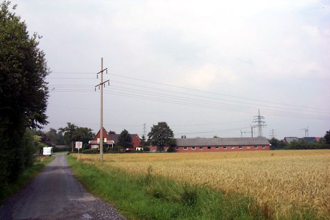 Ein Getreidefeld