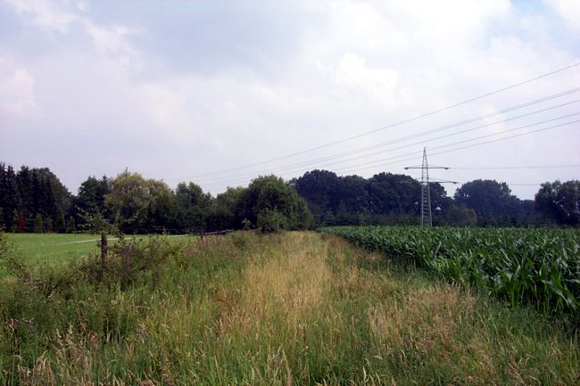 Blick entlang eines Maisfeldes