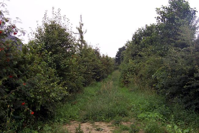 Ein etwas zugewachsener Feldweg