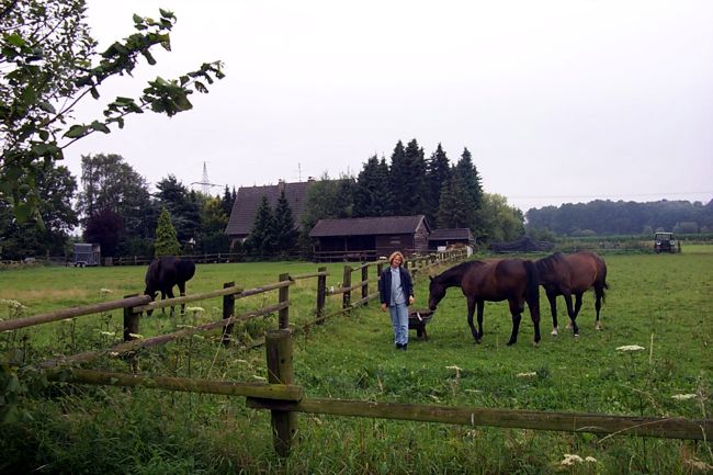 Pferde auf ihrer Wiese