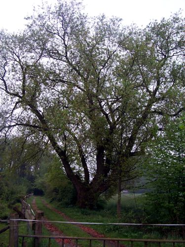 Ein prchtiger Baum