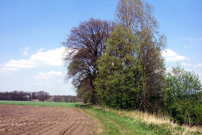Beeindruckende Bume am Rand eines Feldes