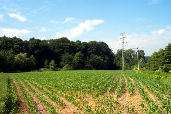Ein junges Maisfeld