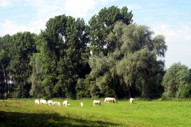 Grasende Rinder auf ihrer Weide
