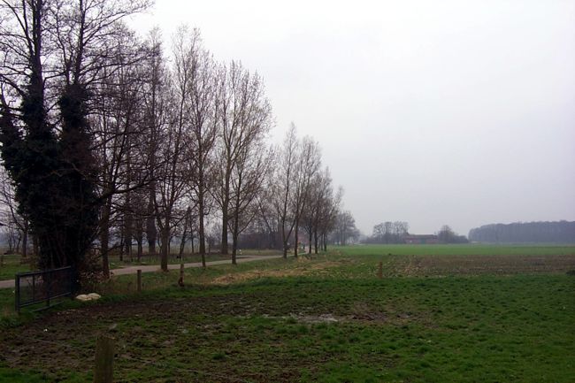 Ein Baum umrankt von Efeu