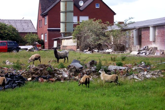 Einige Schafe auf ihrer Wiese
