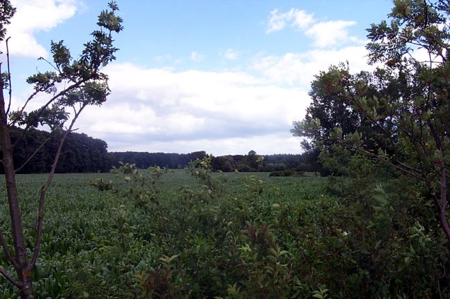 Ein Maisfeld
