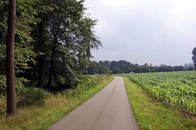 Eine Landstrae zwischen Waldrand und Maisfeld