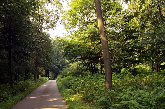 Eine Landstrae durch einen schnen Wald