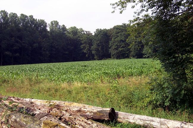 Ein Maisfeld von einem Wald umrandet