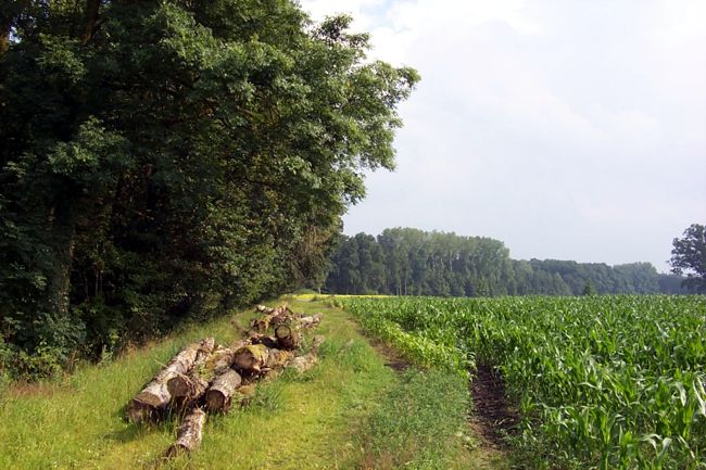 Am Waldrand lagern gefllte Bume