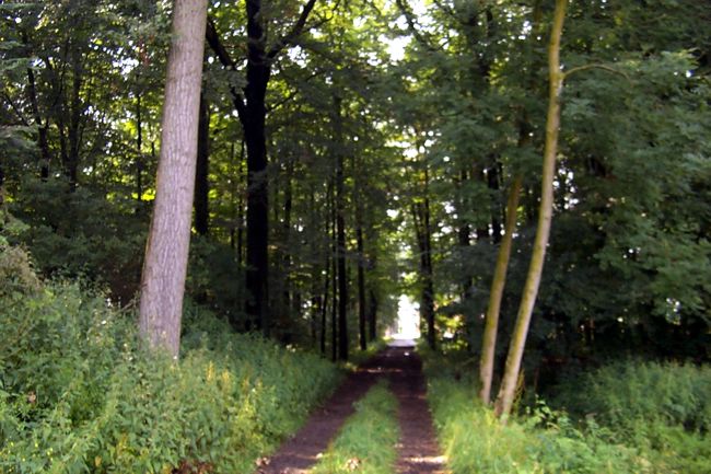 Ein Waldweg
