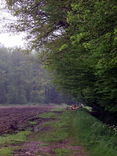 Am Ende des Waldwegs lagern gefllte Bume