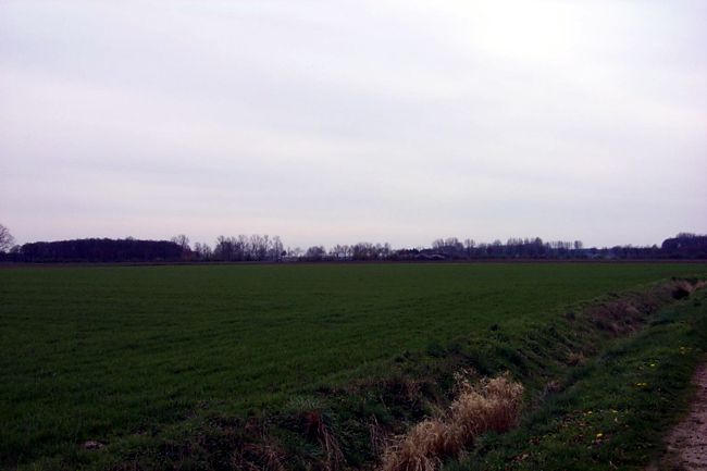 Eine groe Weide