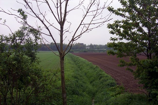 Ein junger Baum am Straenrand