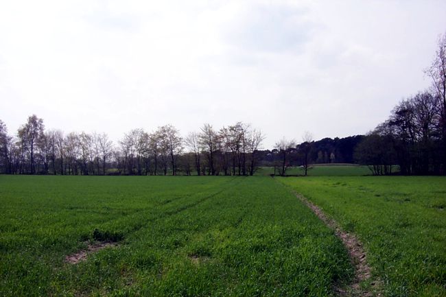 Groe Weiden, getrennt von einer Baumreihe