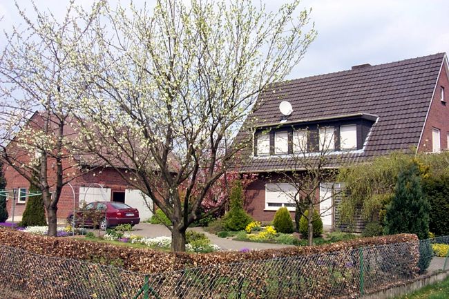 Weie Kirschblten in einem Garten