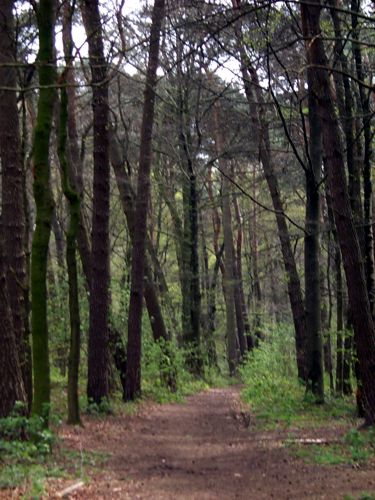 Ein Waldweg am Gescher Dyk ld zum Spazieren ein