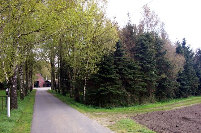 Die Birken wirken fast wie ein groer Torbogen