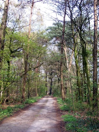 Ein Waldweg im Frhling. Die Bume blhen