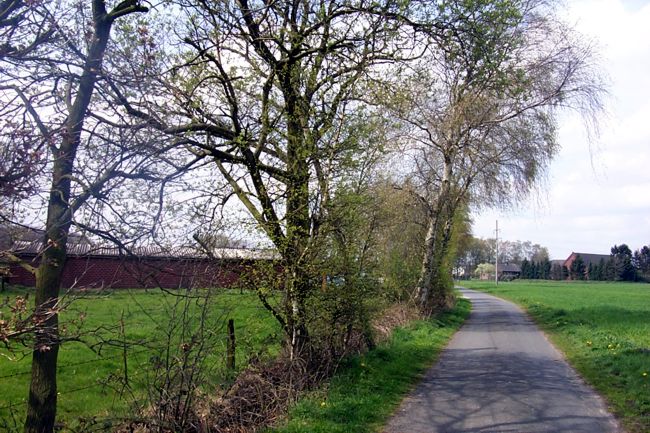 Die Bume entlang der Landstrae fangen an zu blhen