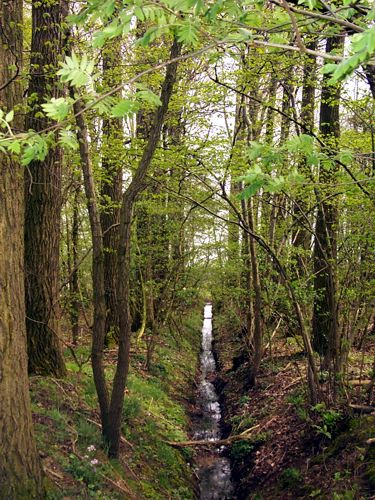 Ein Wassergraben durch eine kleines Waldstck