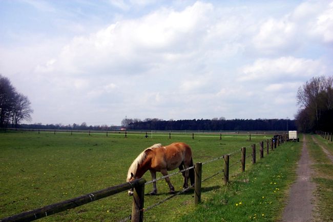 Eine Pferdekoppel am Immingfeldweg
