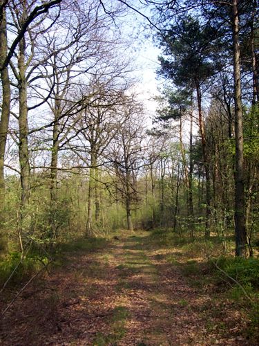 Ein Waldstck ld frmlich zu einen Spaziergang ein
